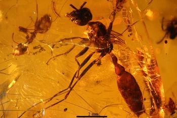 Media type: image;   Entomology PALE-33623